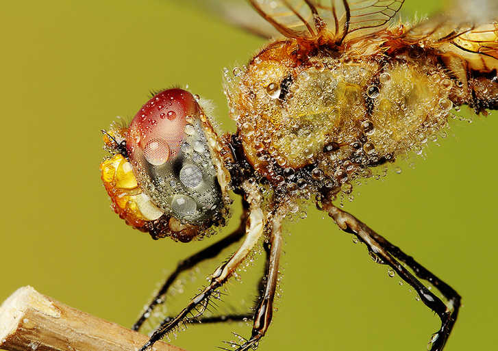 Mantises and dragonflies in Zhong Ming's insects world