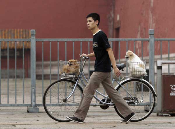Dogs riding a bicycle