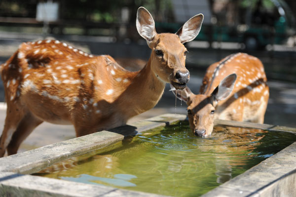 Animals stay cool in summer heat