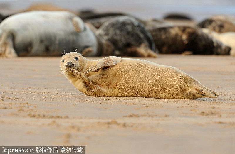 Cuddly seal enjoys some me time