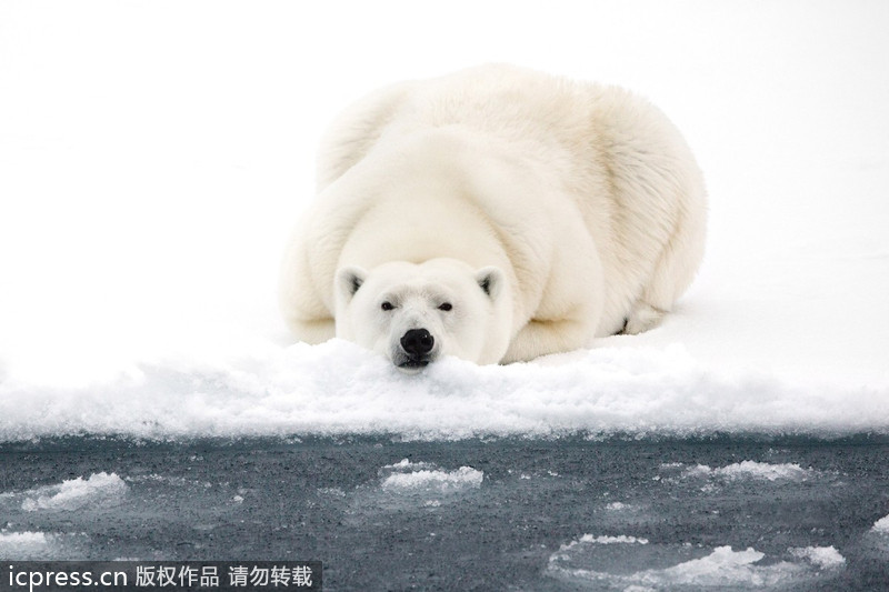 Lonely polar bear in the Arctic Ocean