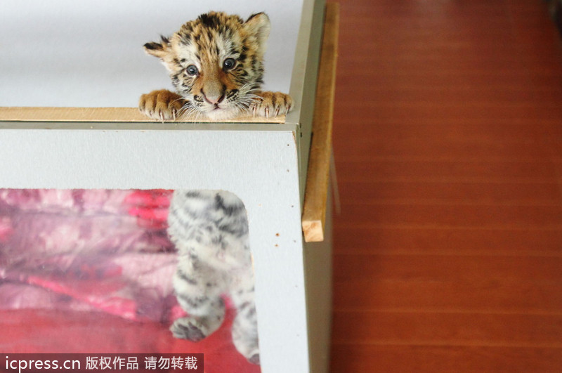 Dog adopts tiger cubs in E China