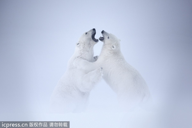 Playful polar bears spar in cold weather