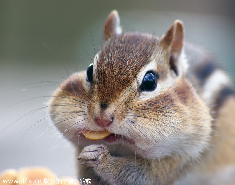 Chipmunk fit to burst as it stuffs peanuts into mouth