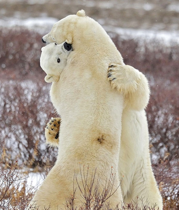 Polar bears hug