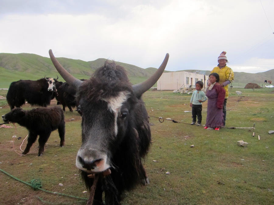 To herd yaks or attend school?'