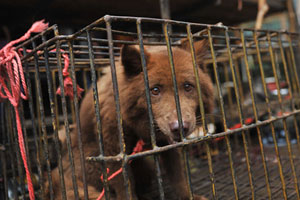 Fur flies in Yulin over dog meat festival