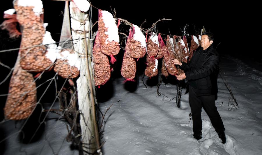 Ice wine vineyard in northeastern China