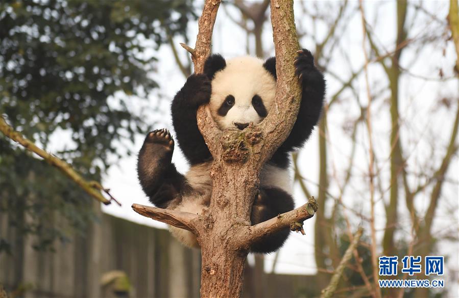 China's giant pandas: Internet sweetheart of 2016
