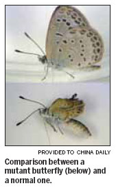 Fukushima caused 'mutant butterflies'