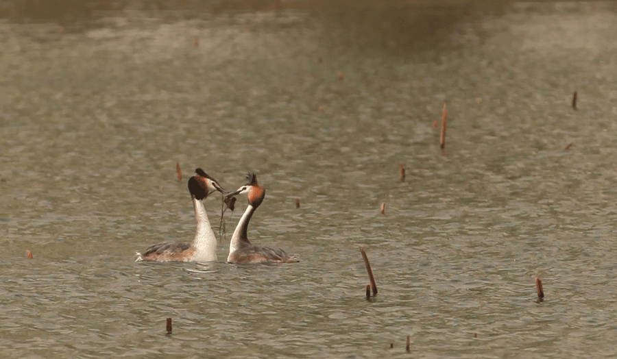 Photos capture water birds' romance