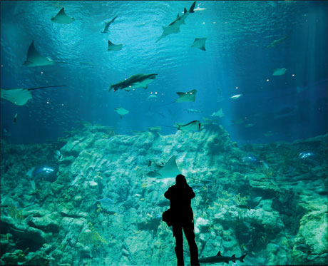 Ocean Park opens major new attraction Aqua City