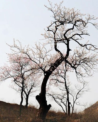 Spring outing in Beijing