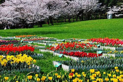 Lost in tulip clouds in Hangzhou