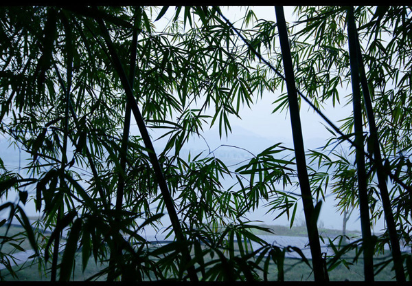 South Sichuan bamboo sea