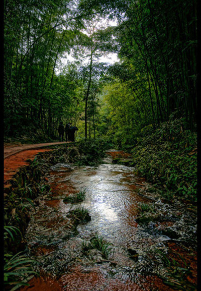 South Sichuan bamboo sea