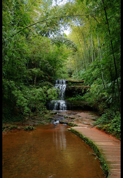 South Sichuan bamboo sea