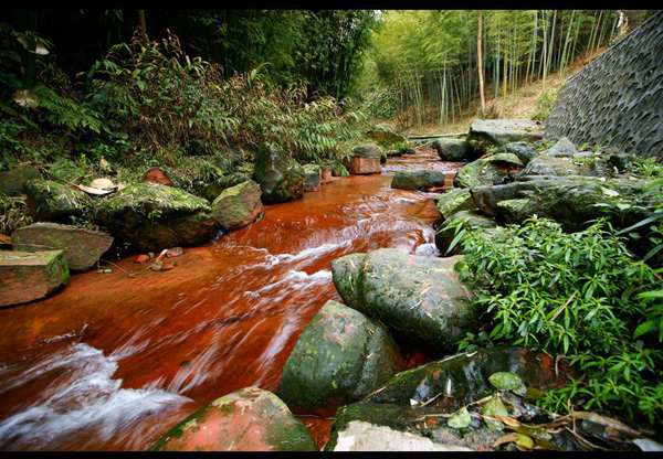 South Sichuan bamboo sea