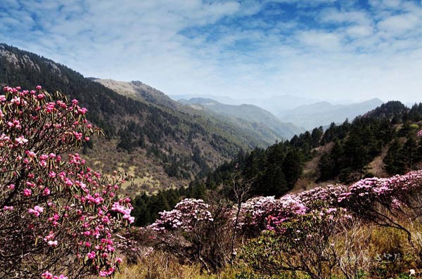 A snapshot of Shennongjia Nature Reserve