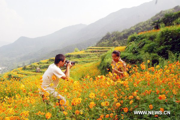 Cosmos flowers in full blossom in east China