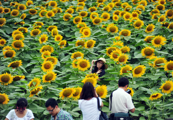 Sunflowers bloom in Shenyang