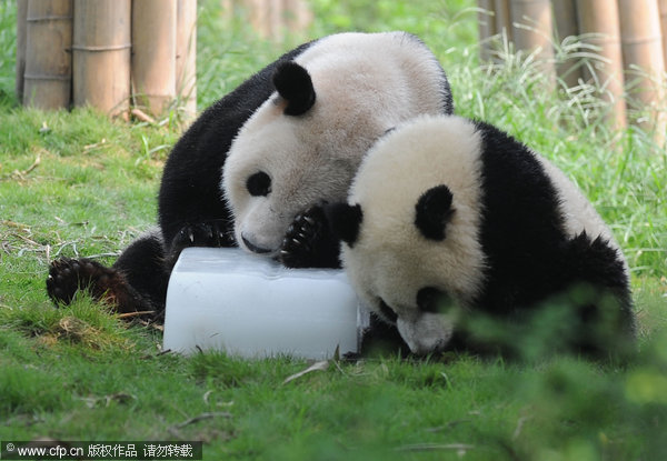 Pandas cool down with ice