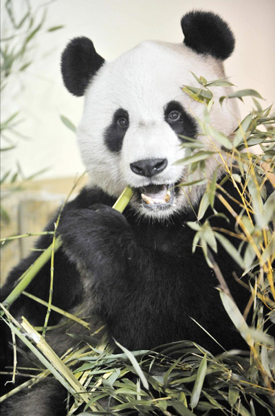 Giant pandas arrive in Edinburgh