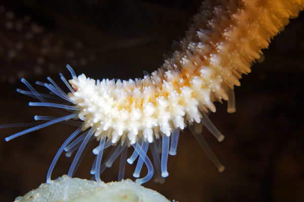 Alien-like marine life in Arctic Ocean