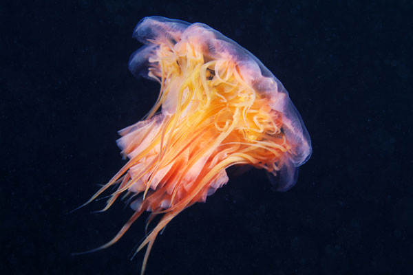 Alien-like marine life in Arctic Ocean