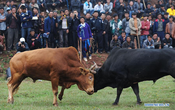 Bullfight at China's Yi ethnic group's Torch Festival