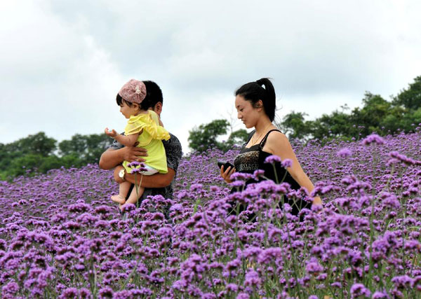 Lavender theme park opens to tourists in Dalian