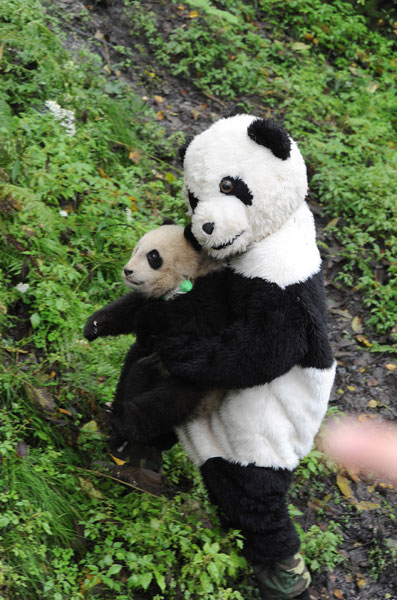 Trained panda ready to return to nature