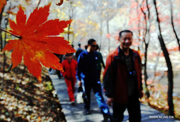 Maples on Guanmen Mountain in Benxi, NE China