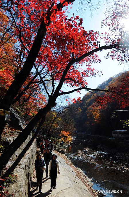 Maples on Guanmen Mountain in Benxi, NE China