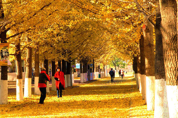 Dandong's beautiful scenery in autumn