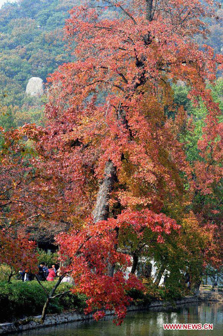 Colorful maple leaves attract visitors to Tianping Mountain