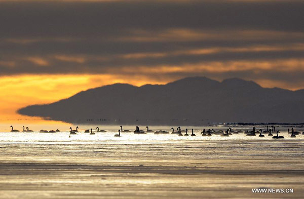 Swans swim in Qinghai Lake