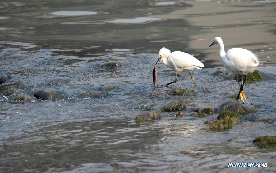 Egrets look for food in Chengdu's river