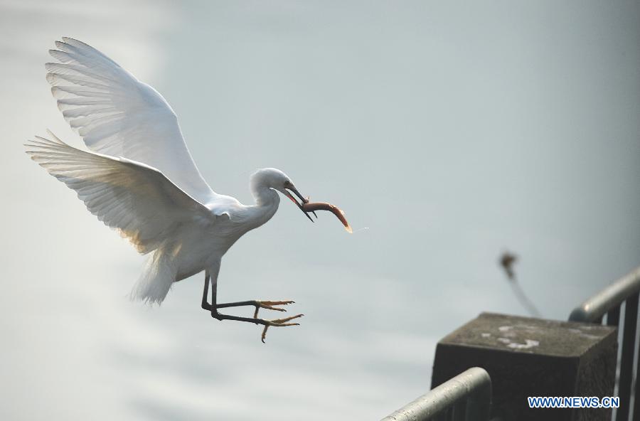 Egrets look for food in Chengdu's river