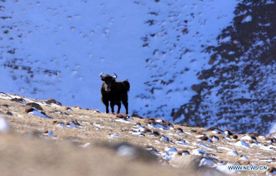 Wild animals on Haltern plateau in NW China's Gansu