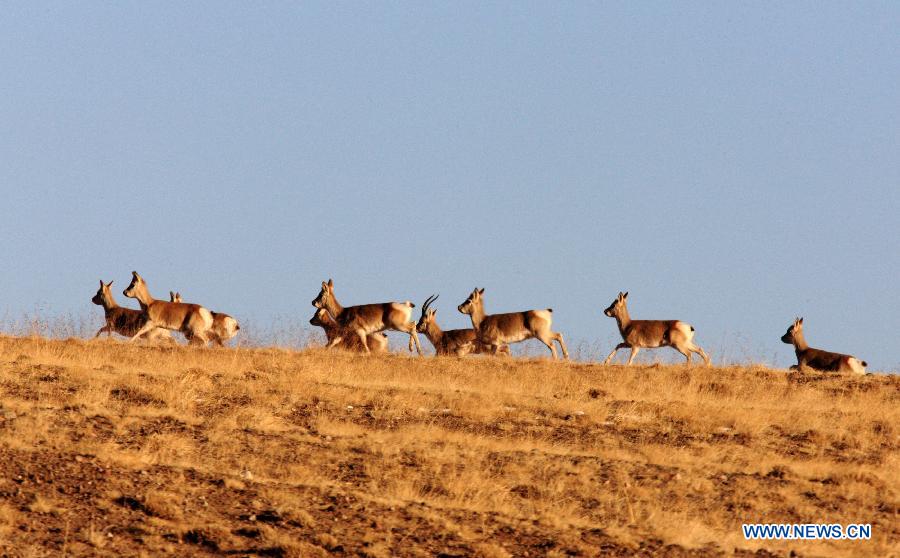 Wild animals on Haltern plateau in NW China's Gansu