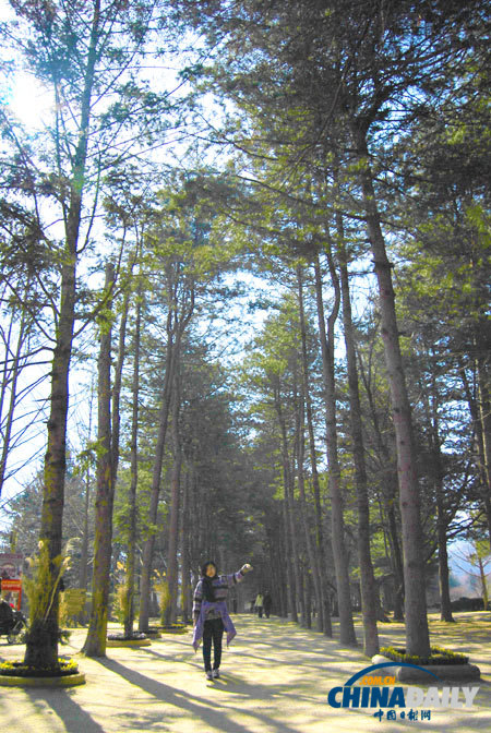 Trip to Nami Island presents tourists with exotic experience