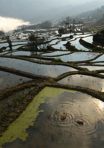 Patchwork beauty of Yunnan terraced fields