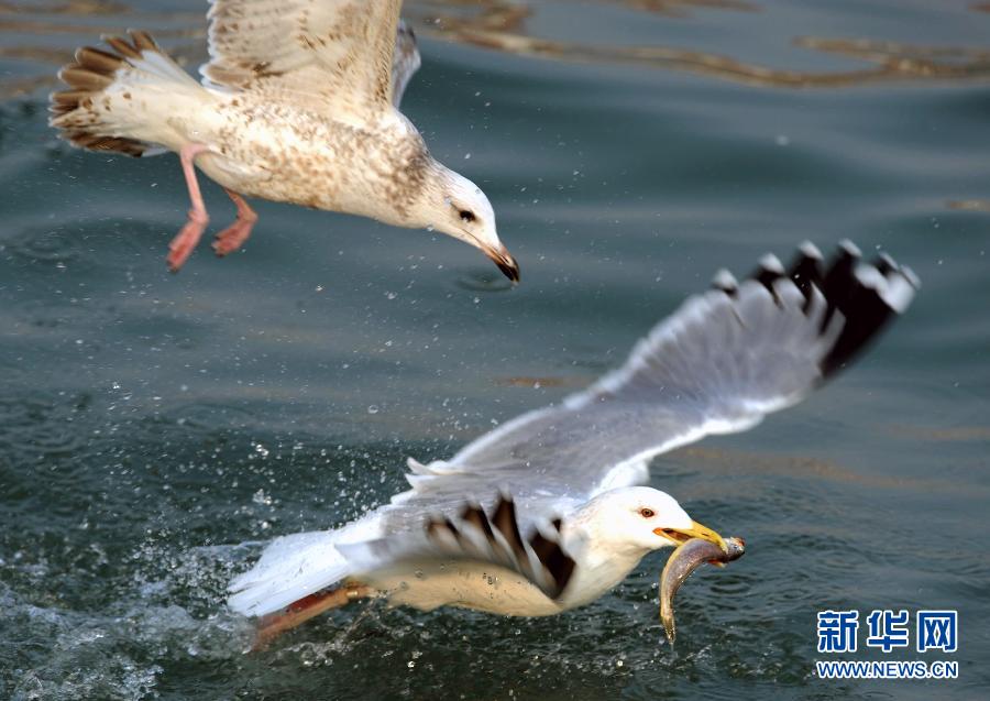 Wonderful capture! Snatch fish from seagull's mouth