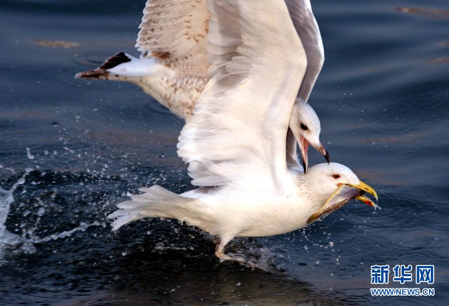 Wonderful capture! Snatch fish from seagull's mouth