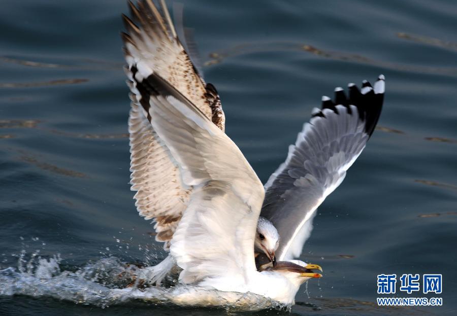 Wonderful capture! Snatch fish from seagull's mouth