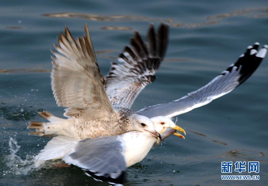 Wonderful capture! Snatch fish from seagull's mouth