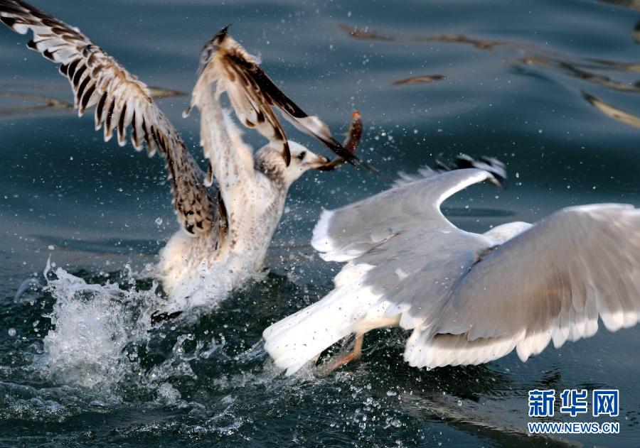 Wonderful capture! Snatch fish from seagull's mouth