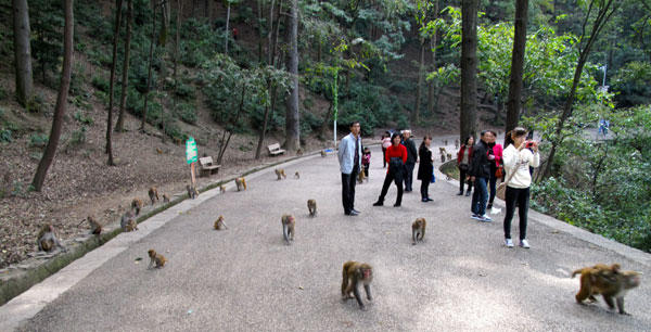 Monkeys rule in Qianling