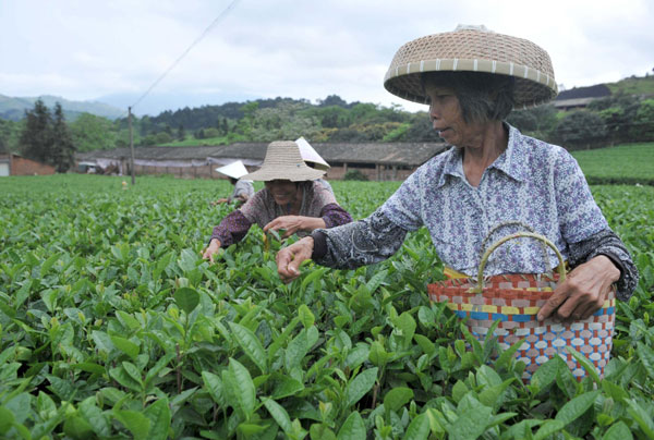 Spring tea season